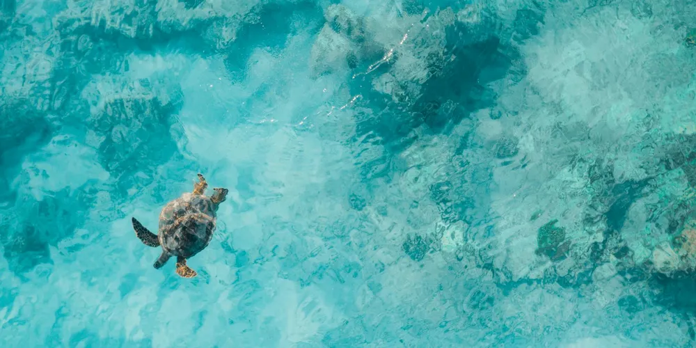 Small sea turtle swimming in clear turquoise water