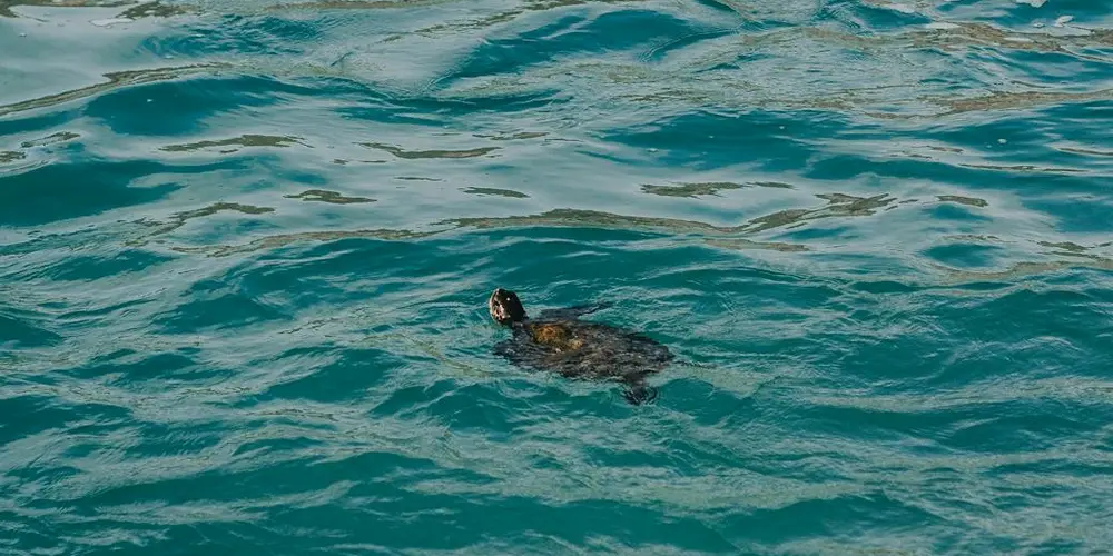 Sea turtle swimming in clear turquoise water