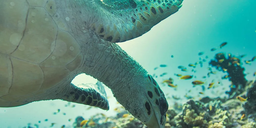 Close-up of a sea turtle swimming underwater near a coral reef, showing its head, flipper, and a backdrop of turquoise water with small fish in the background.