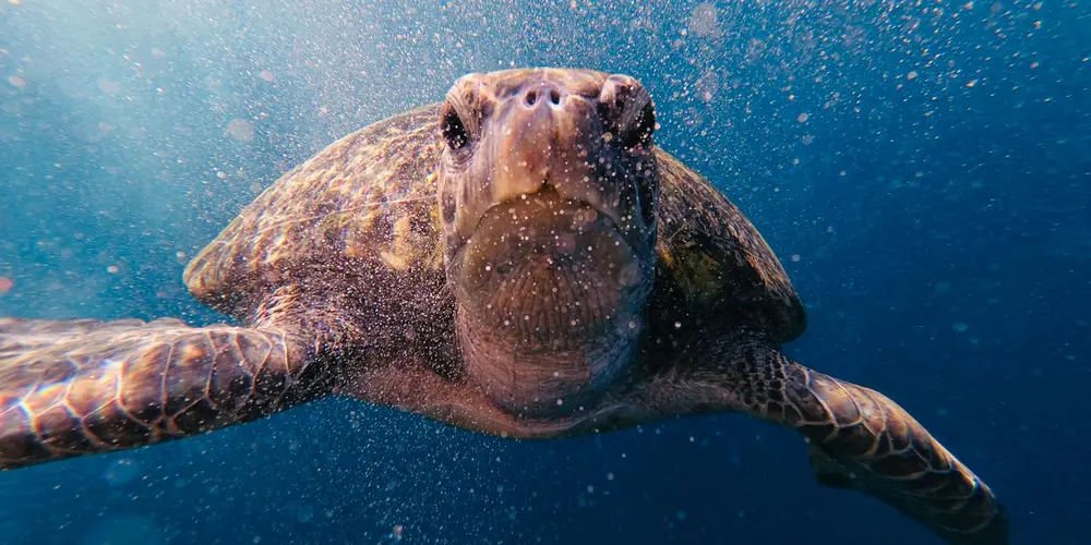 Why and Where Do Sea Turtles Migrate?
