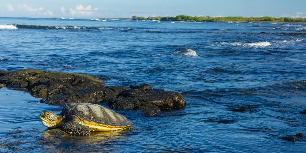 Sea turtle resting near a rocky shoreline in blue ocean water