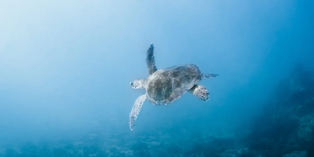Sea turtle swimming underwater in clear blue water, illustrating the concept of transitioning between pellet sizes for turtles