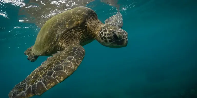 Green sea turtle swimming underwater toward the camera with a patterned shell and outstretched flippers