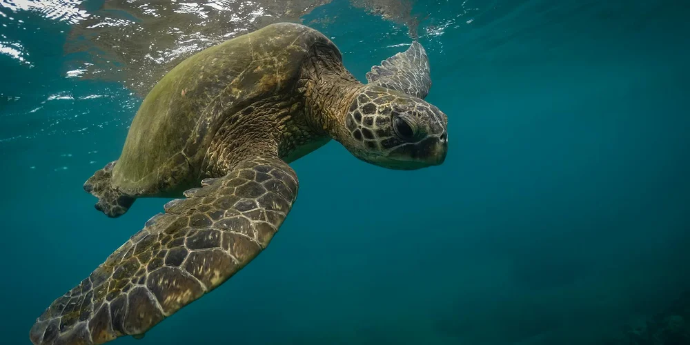Turtle Population and Ecology: A Deep Dive