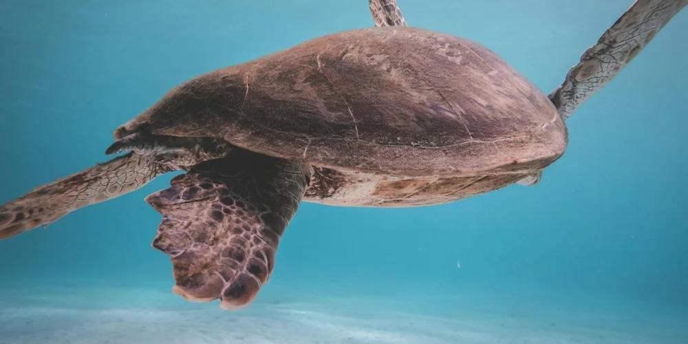 Underwater view of a sea turtle swimming toward the left with outstretched flippers against a blue ocean backdrop.