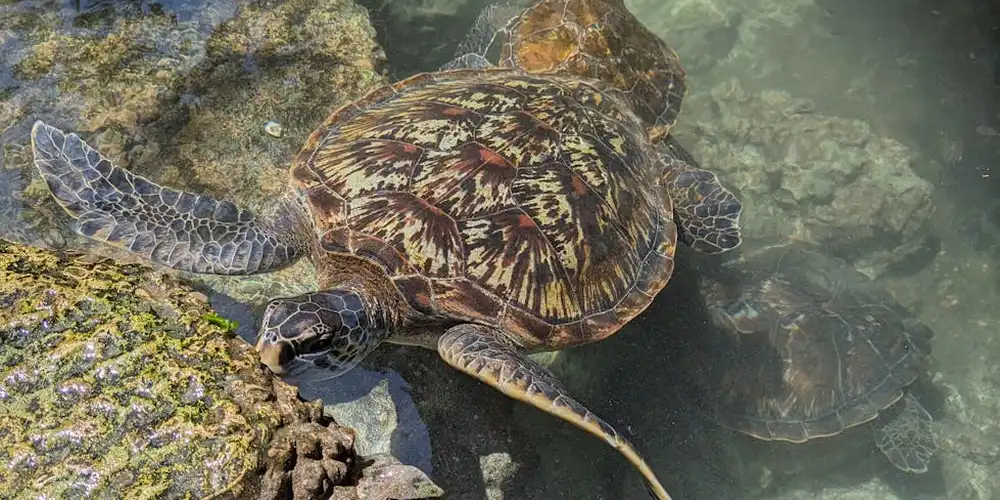 A sea turtle gliding through clear water near rocky, algae-covered formations.