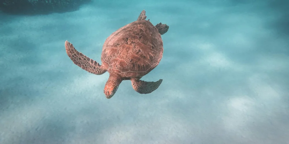 Sea turtle gliding underwater in clear blue water