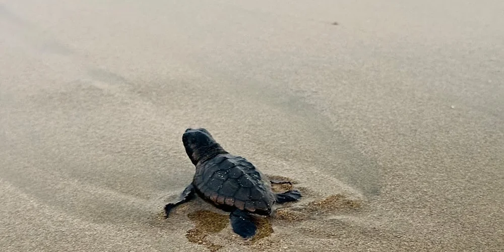 A small sea turtle hatchling on a sandy beach near the shoreline, about to enter the ocean.