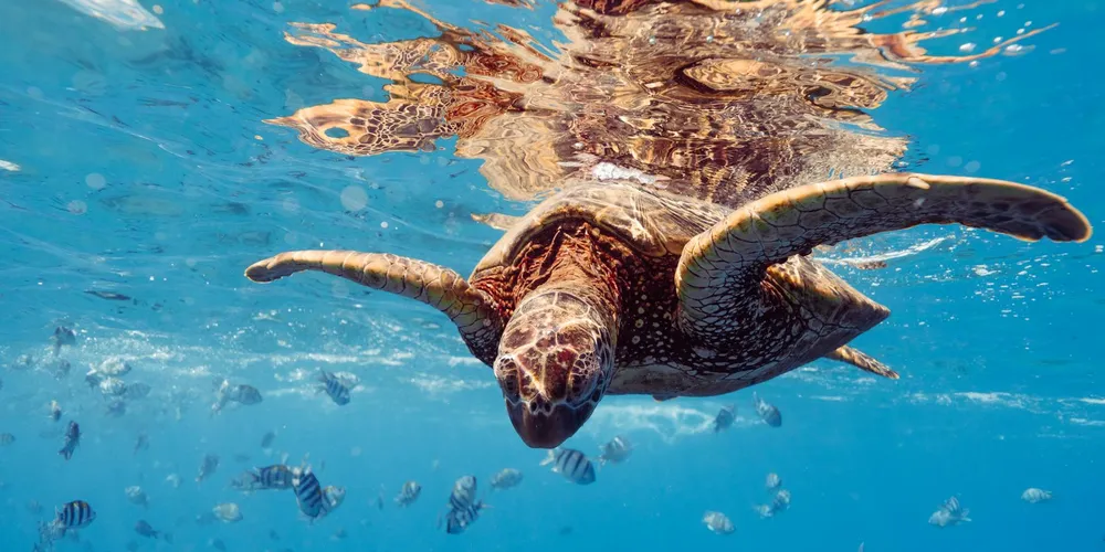 A sea turtle gliding underwater with its flippers outstretched