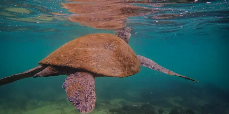 Underwater shot of a sea turtle swimming, displaying its shell, flippers, and subtle tail in clear blue water