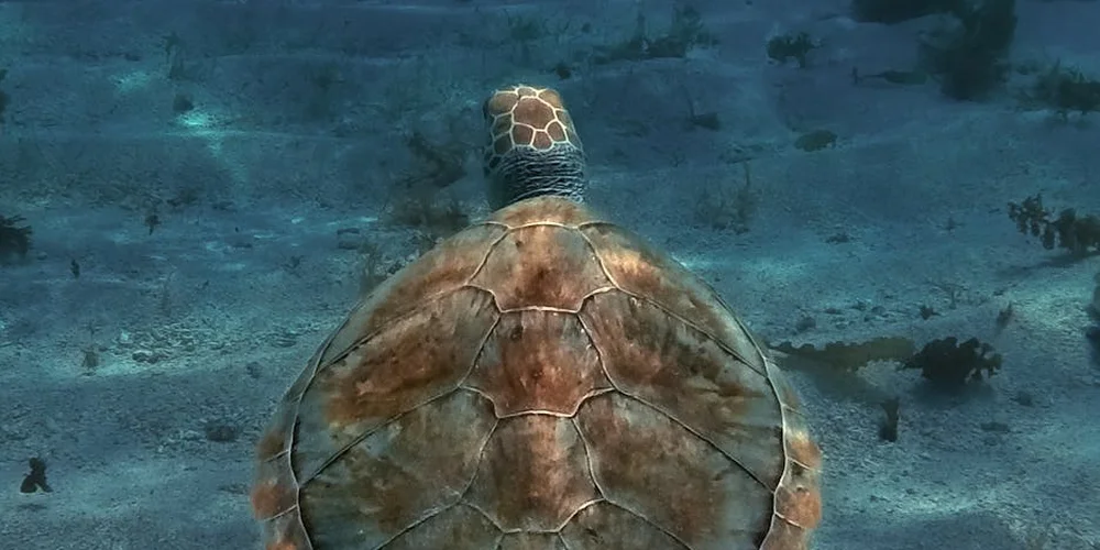 Sea turtle seen from above swimming in clear blue water, highlighting its shell and tail area.