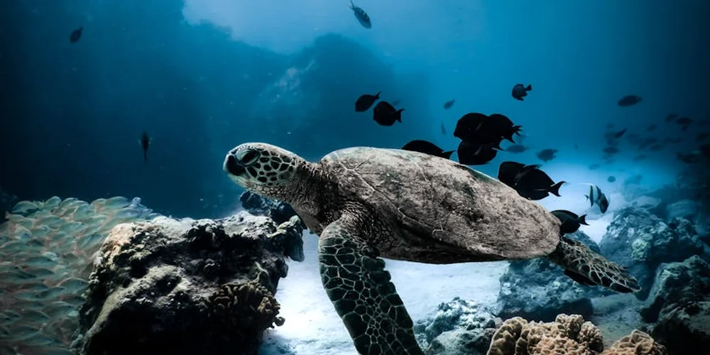 Sea turtle swimming underwater near a coral reef, its large front flippers extended as it glides.