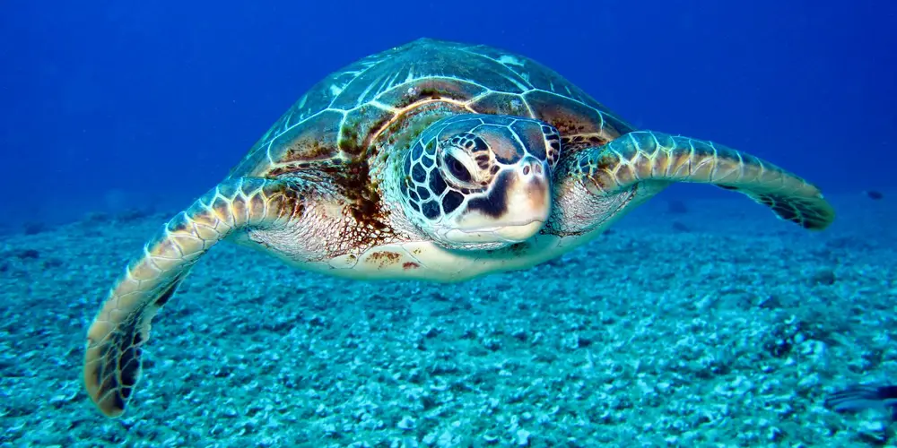 Sea turtle swimming underwater with a clear blue ocean backdrop