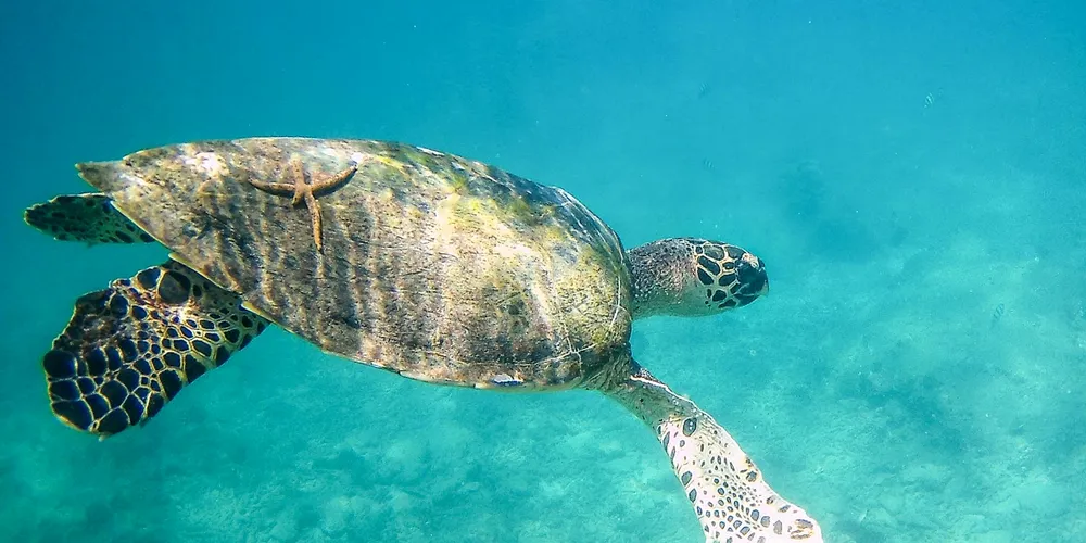 Sea turtle swimming underwater, displaying its shell and flippers in clear turquoise water.