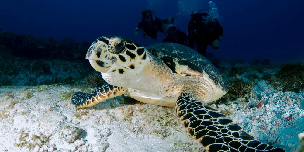 A sea turtle glides over a rocky seabed with divers visible in the background.