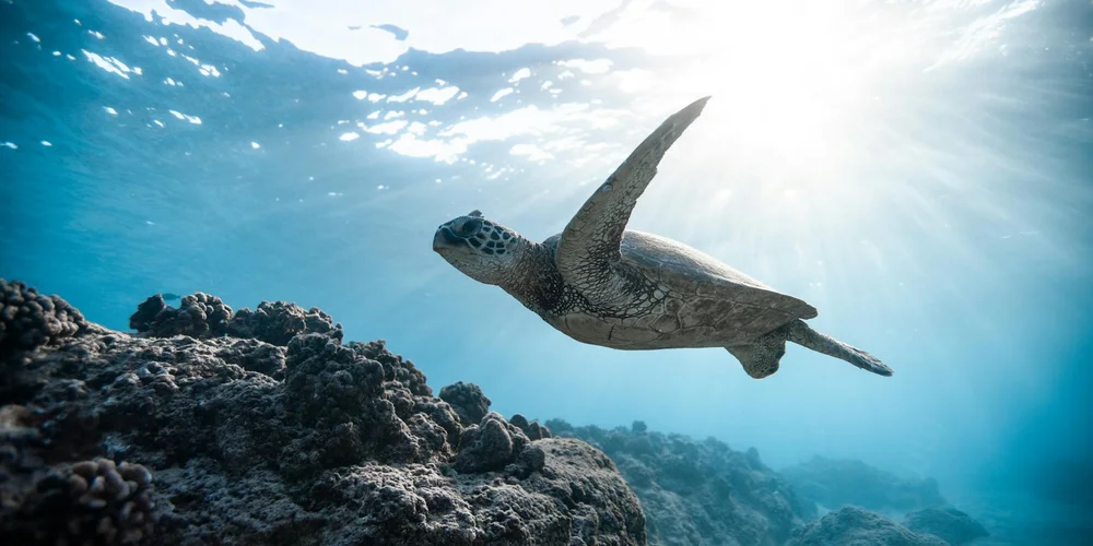 Sea turtle swimming underwater among rocks in bright blue water