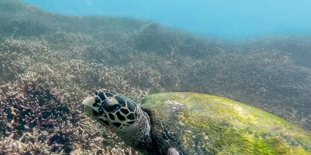 Underwater image of a sea turtle with a greenish shell swimming above a seagrass-covered seabed.