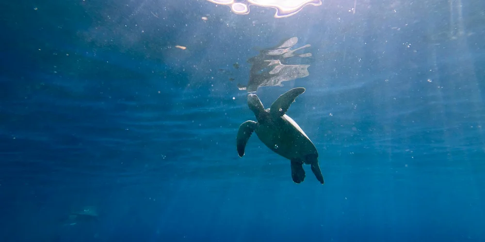 Sea turtle swimming underwater in clear blue ocean.