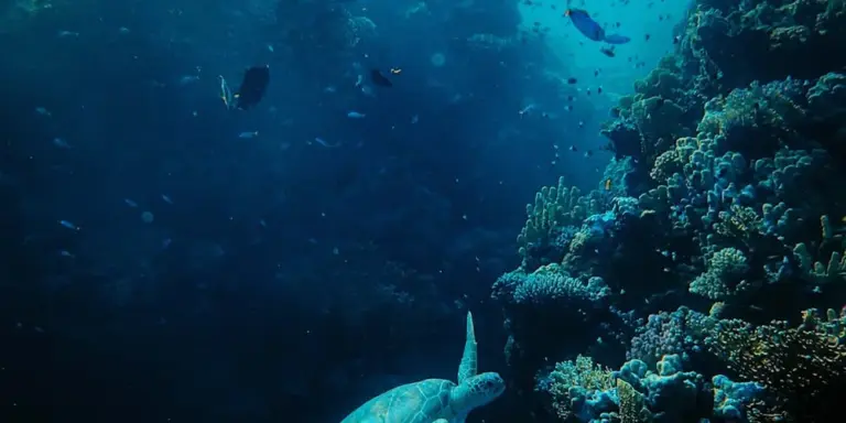Sea turtle swimming underwater near a vibrant coral reef.