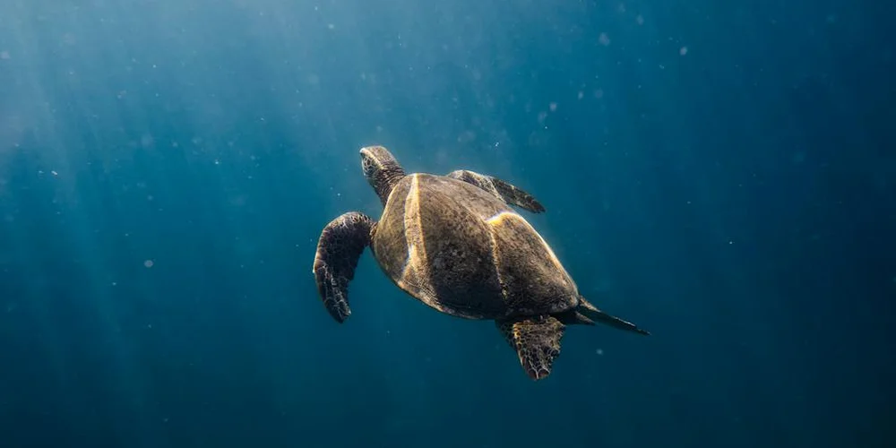 Sea turtle swimming underwater in clear blue water, fins extended