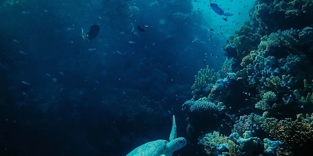 Sea turtle swimming over a colorful underwater reef.