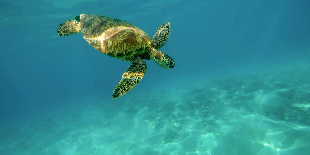 Sea turtle swimming underwater in clear blue water