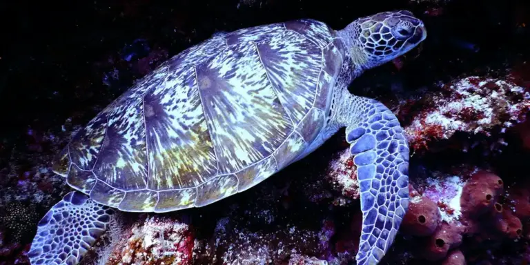 A sea turtle swimming underwater near a rocky reef, showing its patterned shell and flippers.