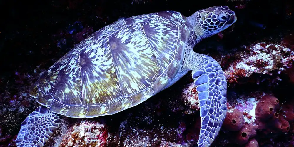 How Turtles Breathe and Survive Underwater in Winter