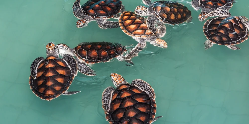 Group of sea turtles swimming underwater in turquoise water