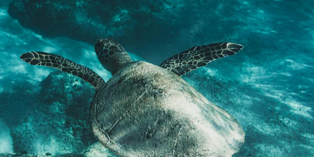 Sea turtle swimming underwater in clear turquoise water with outstretched flippers