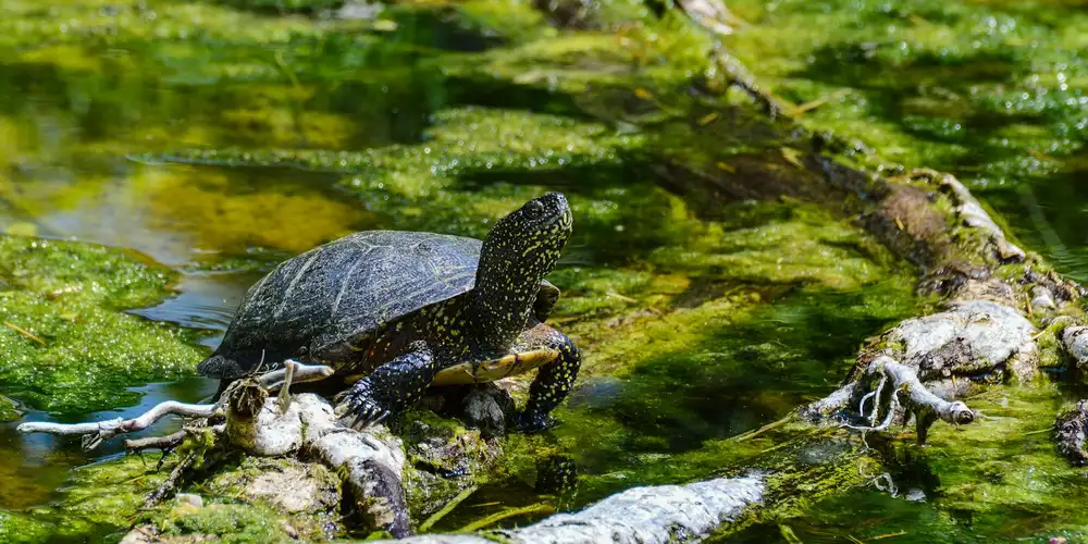 A semi-aquatic turtle perched on a log at the edge of a clear, plant-rich pond with algae-covered water and submerged vegetation.