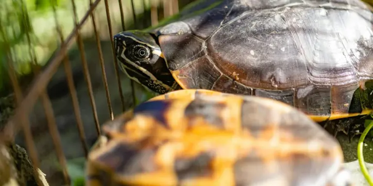 Close-up of an aging turtle in an aquarium, with another turtle blurred in the foreground.