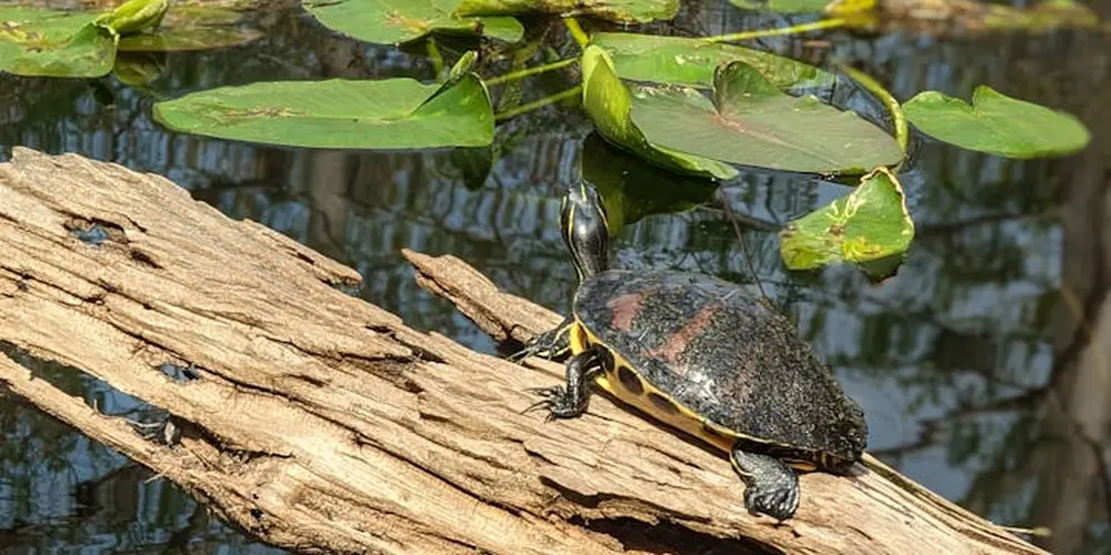A mature turtle perched on a weathered log above a calm pond, surrounded by lily pads.