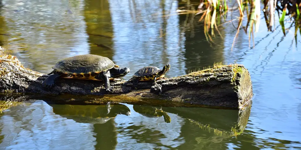 Two freshwater turtles basking on a log in a calm pond with reflections on the water and surrounding plants