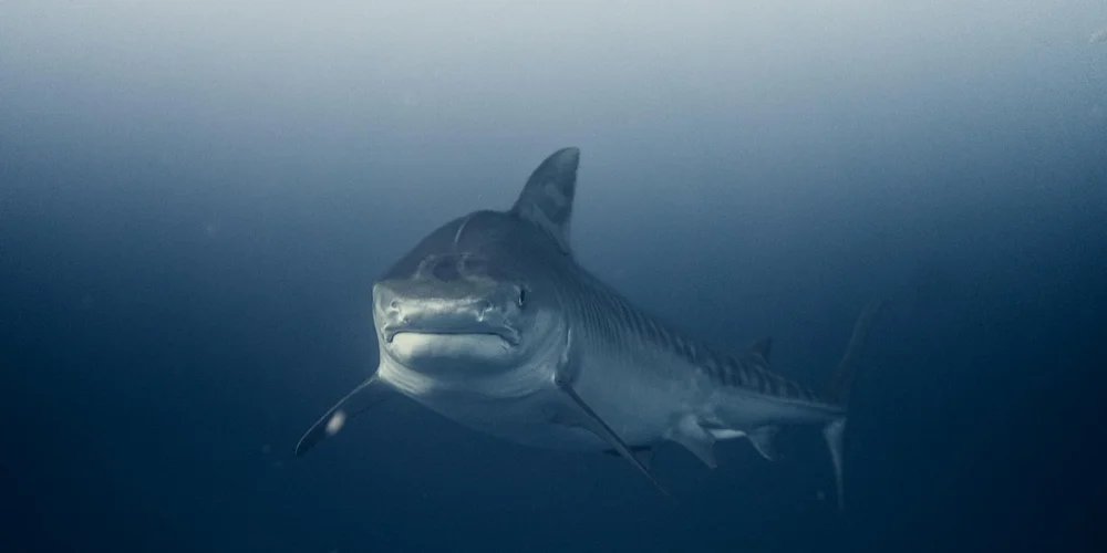 A large shark swimming toward the camera in the deep blue ocean.