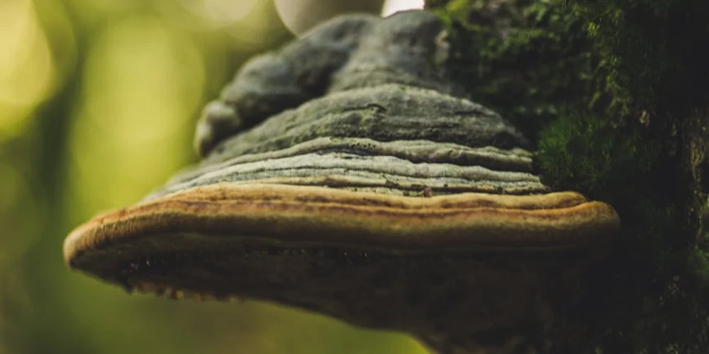Close-up of a shelf fungus (bracket mushroom) growing on a tree trunk