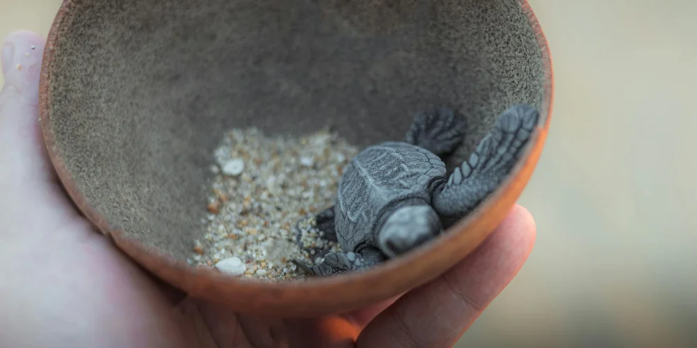 A small turtle rests inside a terracotta pot with sandy substrate, conveying a quiet, cozy space used to support a recovering turtle.