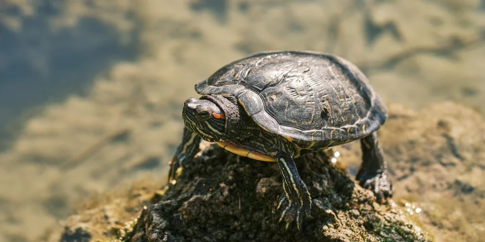Slider turtle perched on a sunlit rock beside a pond, illustrating its habitat and basking behavior.