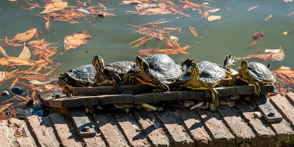 Several slider turtles bask on a wooden dock by a calm body of water, with autumn leaves floating nearby.