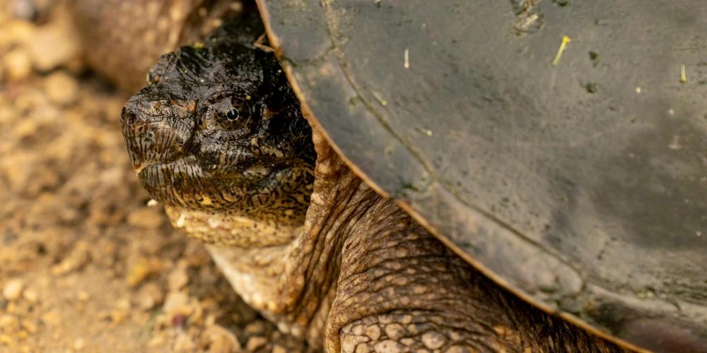 Close-up of a snapping turtle's head and shell, showing textured skin and a dark, ridged carapace