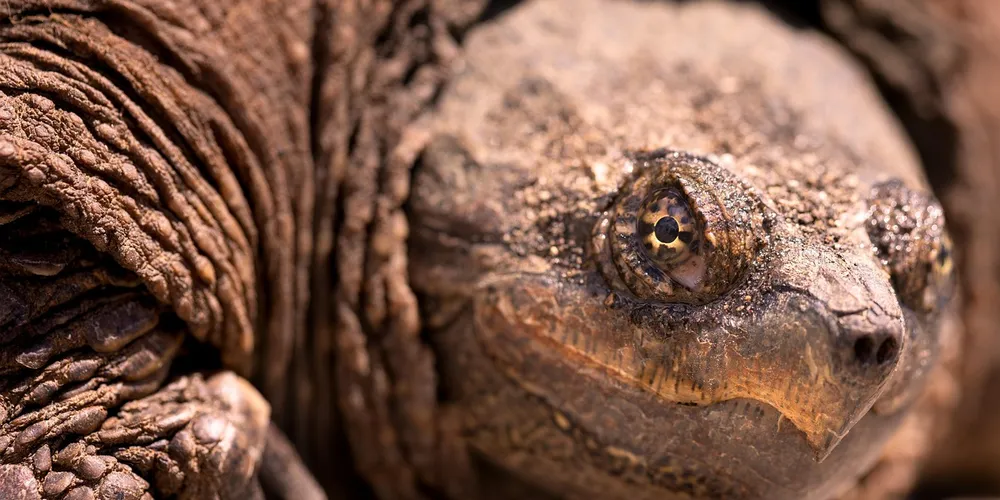 Close-up of a snapping turtle's head with textured skin and a beak-like mouth.