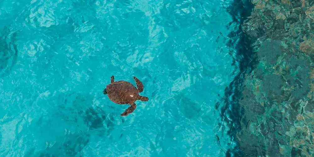 A snapping turtle swims in clear turquoise water near a rocky shoreline.