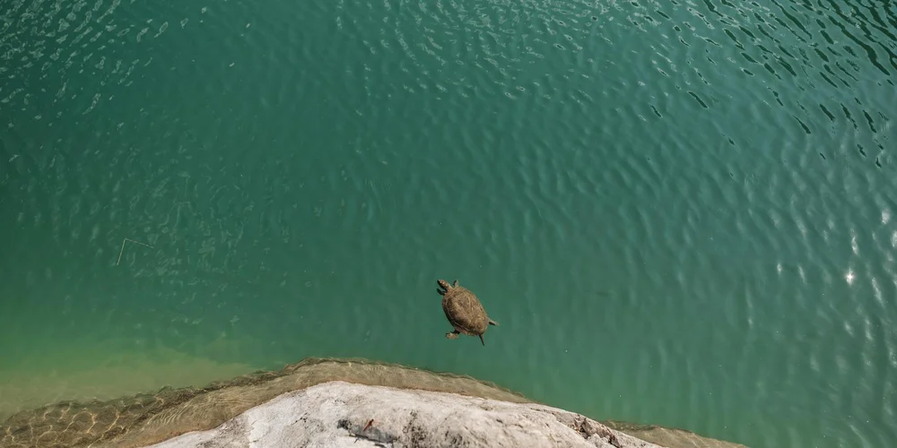 A snapping turtle swims just beneath the surface in turquoise freshwater near a sandy bank.