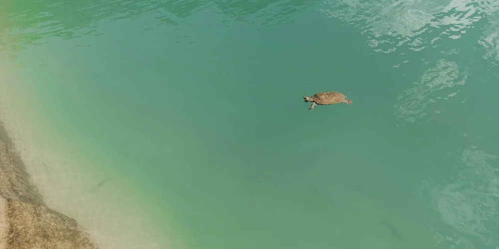 A turtle swims in turquoise water near a sandy shoreline.