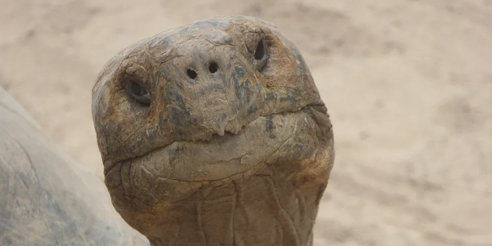 Close-up of a snapping turtle's head with a neutral expression on a sandy background.