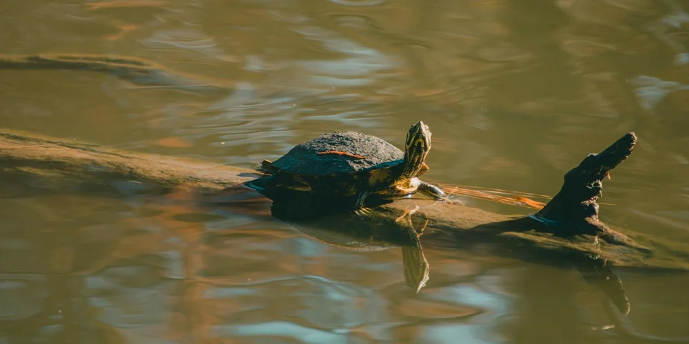 A snapping turtle sits atop a partially submerged log in murky freshwater, head raised and eyes alert.