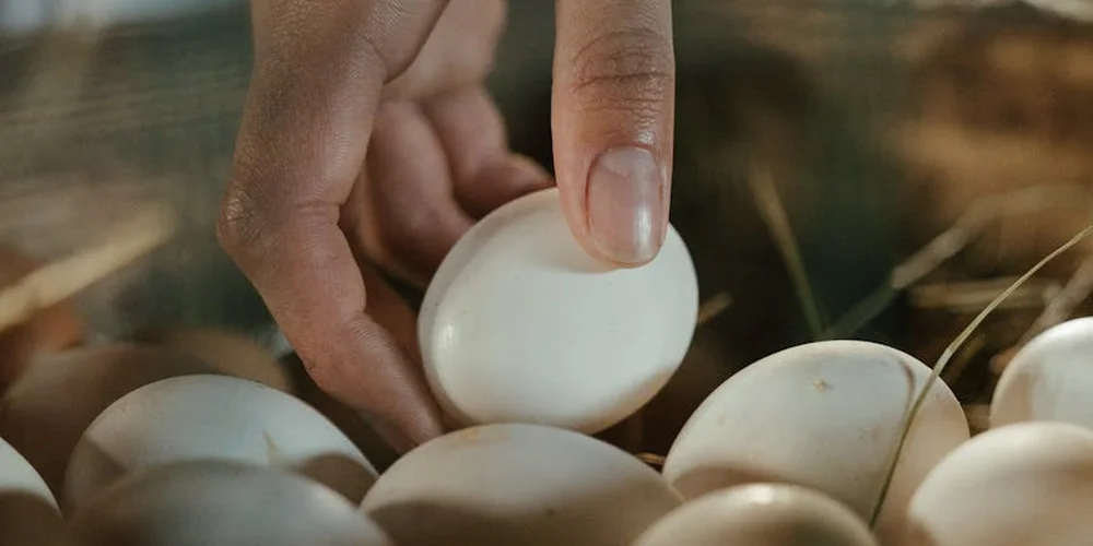 Close-up of a hand gently touching a smooth white snapping turtle egg among several eggs in a nest.