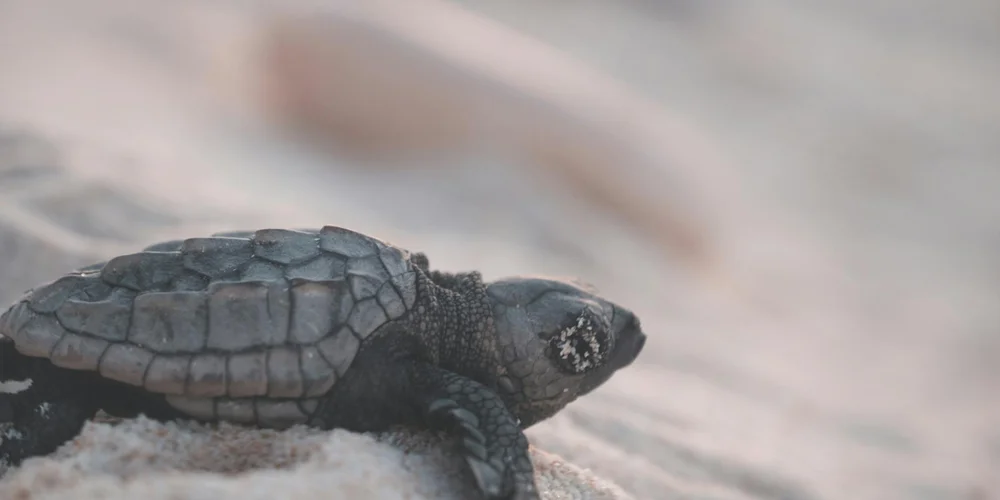 Close-up of a juvenile snapping turtle on pale sand, displaying a dark, textured shell and rough skin.