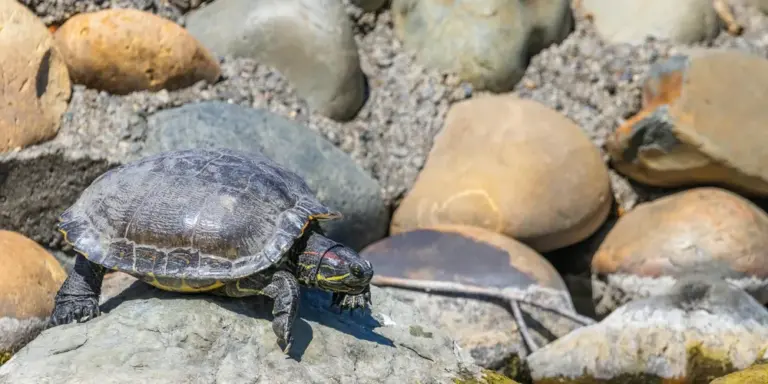Close-up of a snapping turtle perched on a bed of rounded rocks along a shoreline