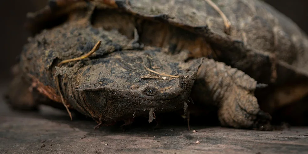 Close-up of a weathered snapping turtle shell on a muddy shoreline